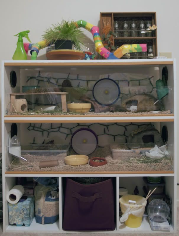 Proud of your hamsters cage Page 464 Supplies & Accessories