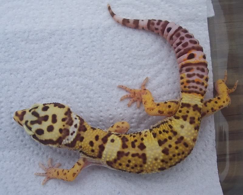 Golden gecko options trading