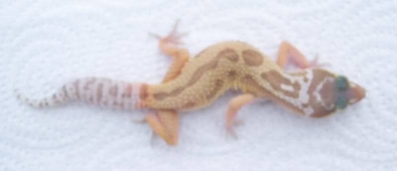 Golden gecko options trading