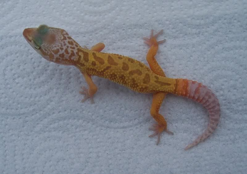 Golden gecko options trading