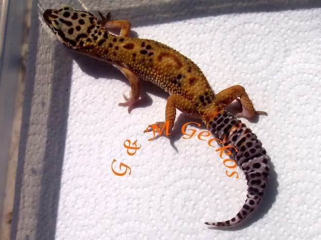blaze2.jpg