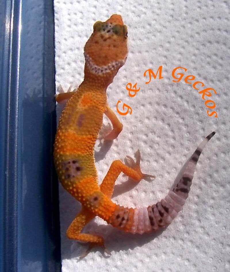cheeto.jpg