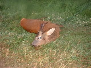 charlton7-06.jpg
