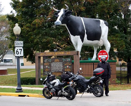Random Cow Statue