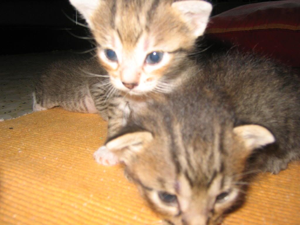 Image hosted by Photobucket.com