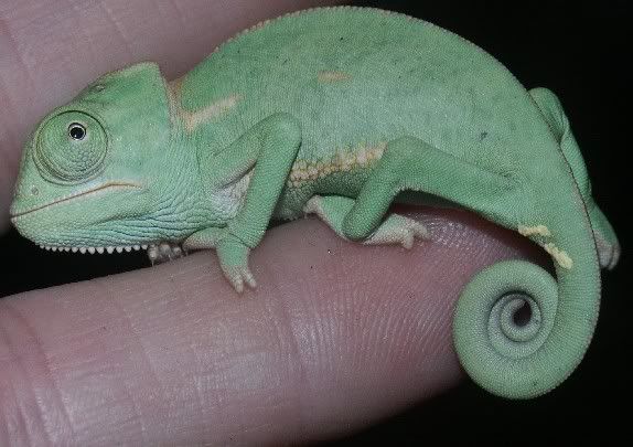 Chameleon Sexing Help Reptile Forums 