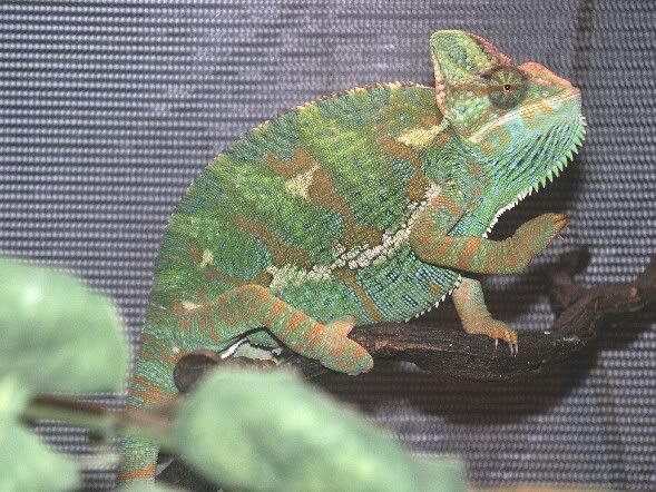 Reptile Forum, Reptile Classifieds - captivebred :: View topic - Yemen Chameleons