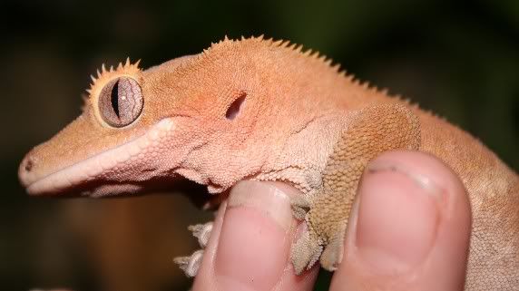 Reptile Forum, Reptile Classifieds - captivebred :: View topic - Yemen Chameleons