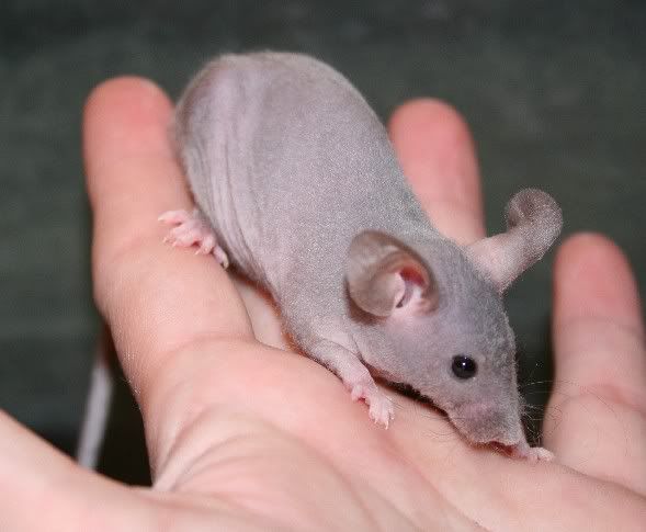 abaldgreymum0469.jpg