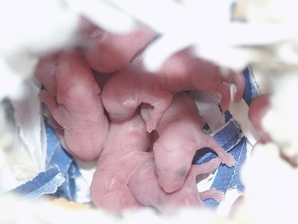 abaldiebabies0008.jpg