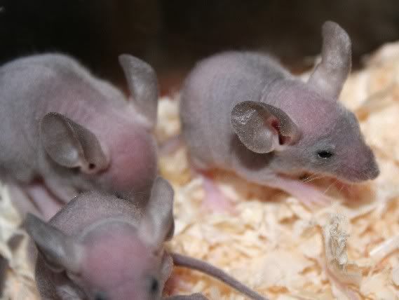 abaldybabies0487.jpg