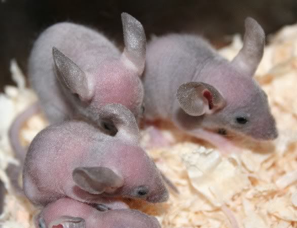 abaldybabies0488.jpg
