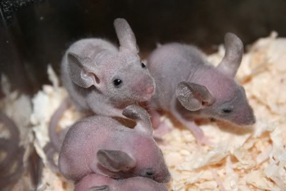 abaldybabies0489.jpg