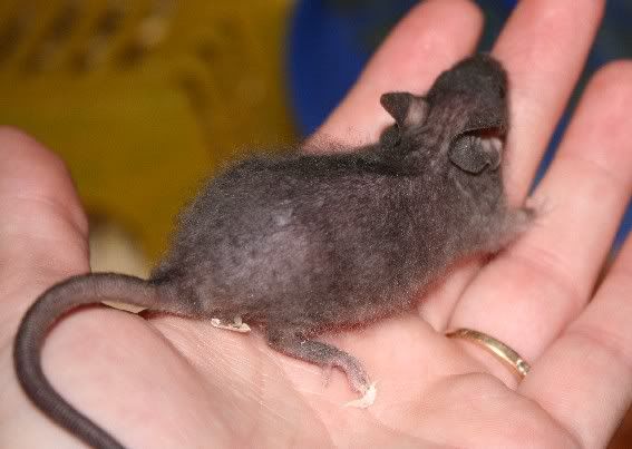 ablackfuzzyfemale0440.jpg