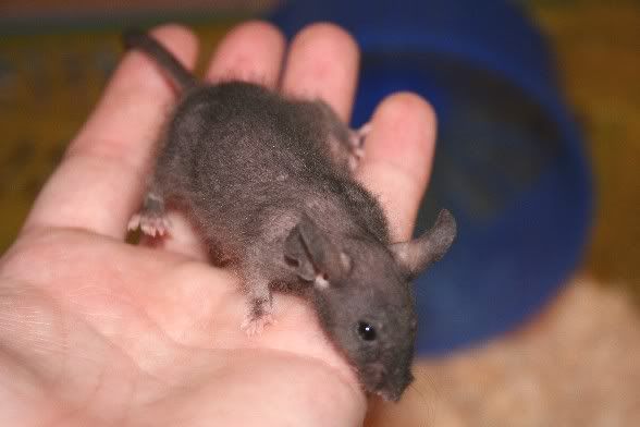ablackfuzzyfemale0442.jpg