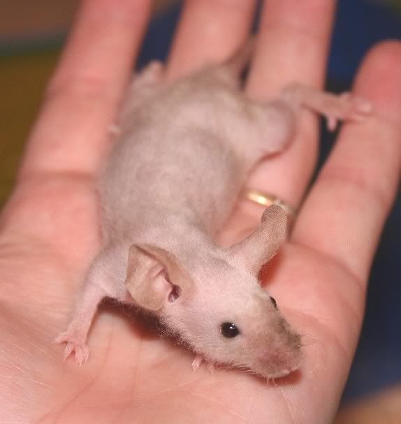 asiamesefuzzyfemale0443.jpg