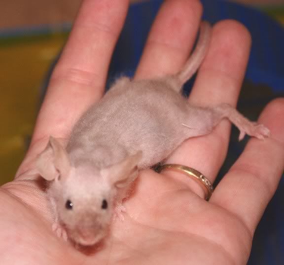 asiamesefuzzyfemale0444.jpg