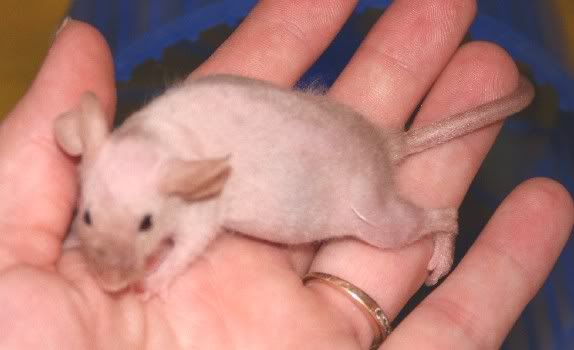 asiamesefuzzyfemale0445.jpg