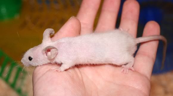 awhitefuzzymale0437.jpg