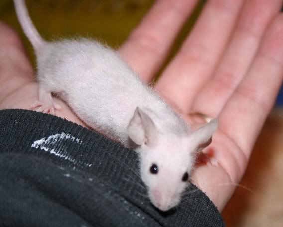 awhitefuzzymale0438.jpg