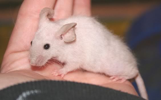 awhitefuzzymale0439.jpg