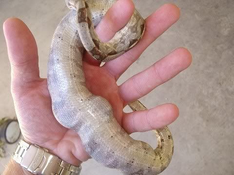 cannibalistic_boa6.jpg