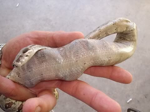 cannibalistic_boa7.jpg