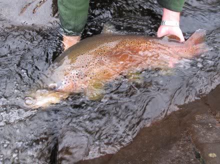 Résultat de recherche d'images pour "trout huon river tasmania"
