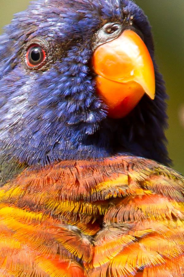 IMAGE: http://i20.photobucket.com/albums/b229/Barry_Mundi/IMG_0202.jpg