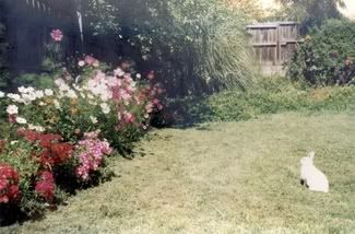 Sweetnin in our back garden at St Kilda. And we grew the cosmos from seeds.