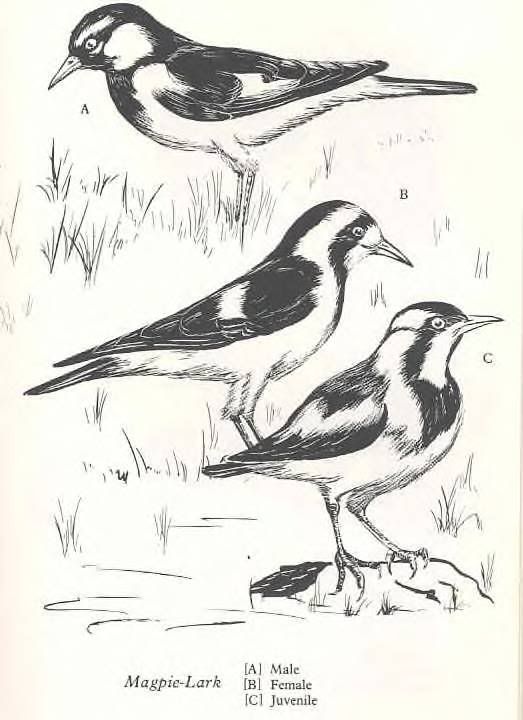 Three plumage markings of Australian Magpie Larks.