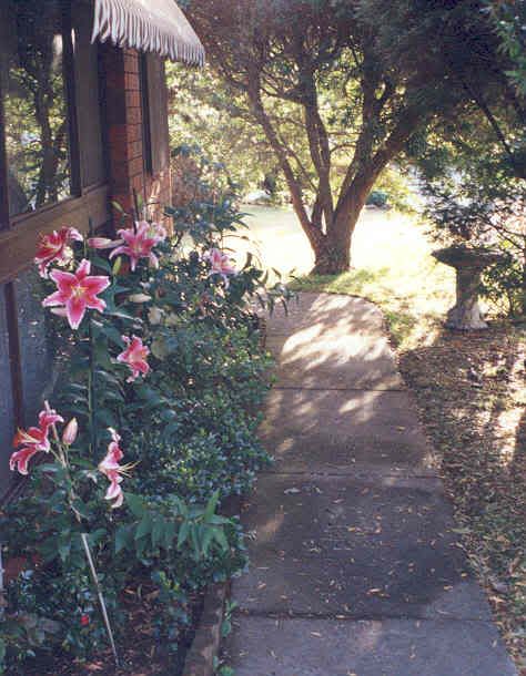 ... with Oriental Liliums 'Stargazer'.