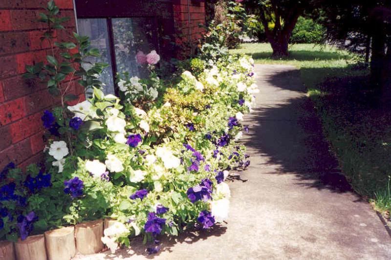 ... with the blue and white petunias.