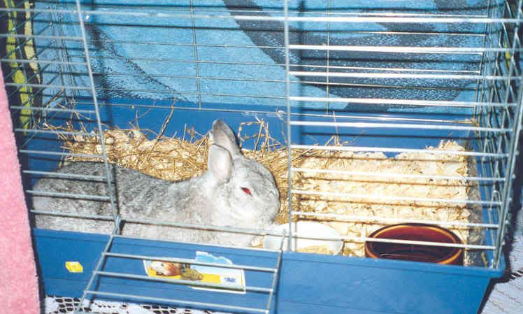 Bunny rabbits love to feel safe in their homes.