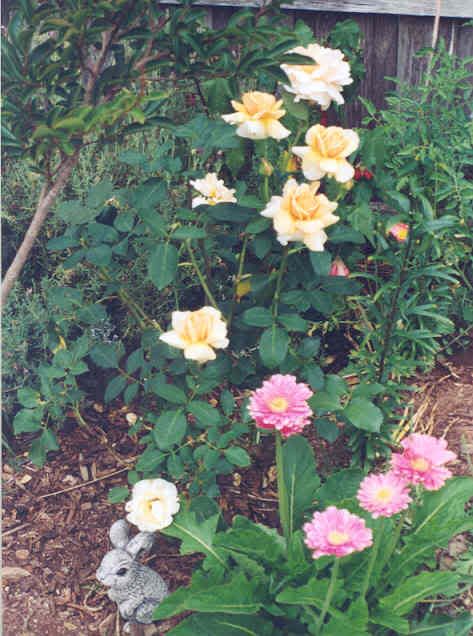 The rose bush and gerberas we planted, and notice the little bunny statue