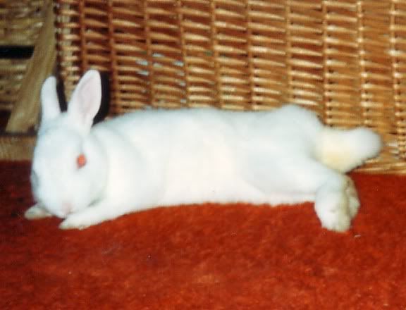 Our first Netherland Dwarf bunny, Sweetnin.
