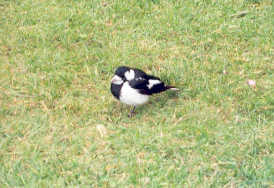 Tinky the Australian Magpie Lark.