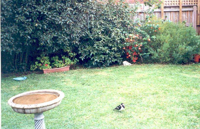 Tinky sitting and enjoying the back garden.