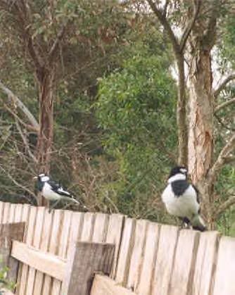 Father and baby on our back fence :-)