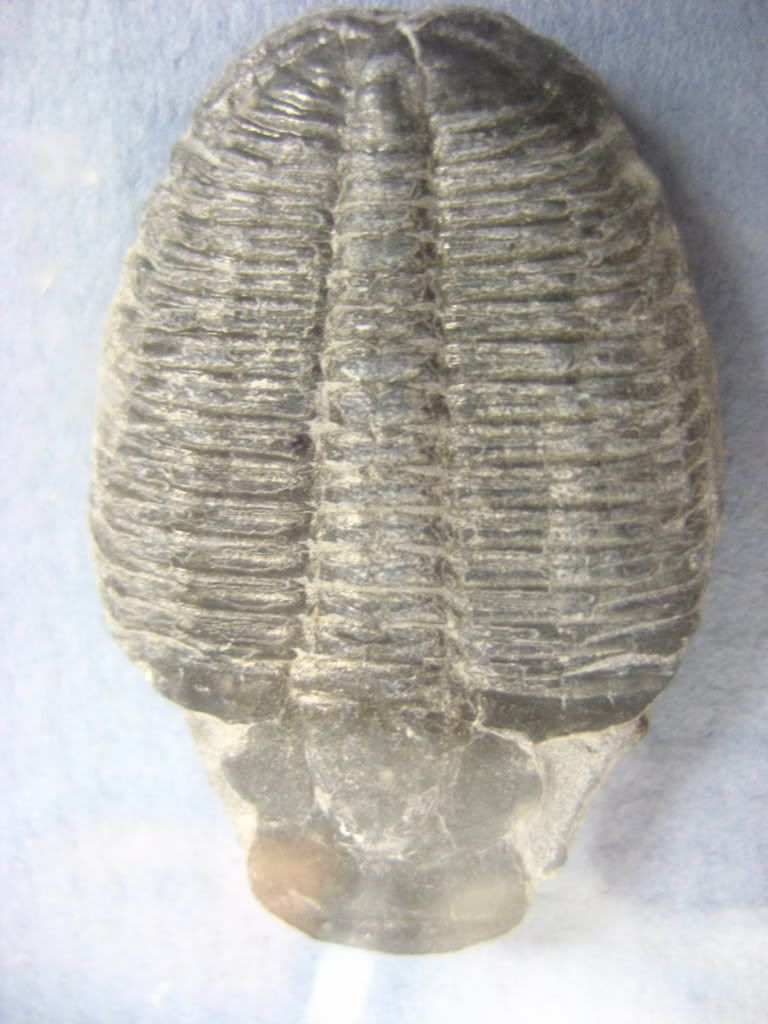 Subphylum Trilobita