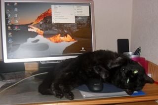 Fat Jack, cat