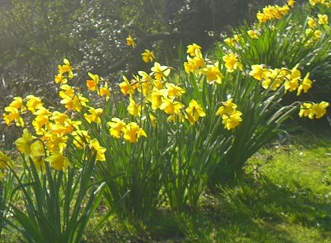 daffodils