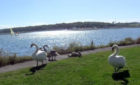 Swans