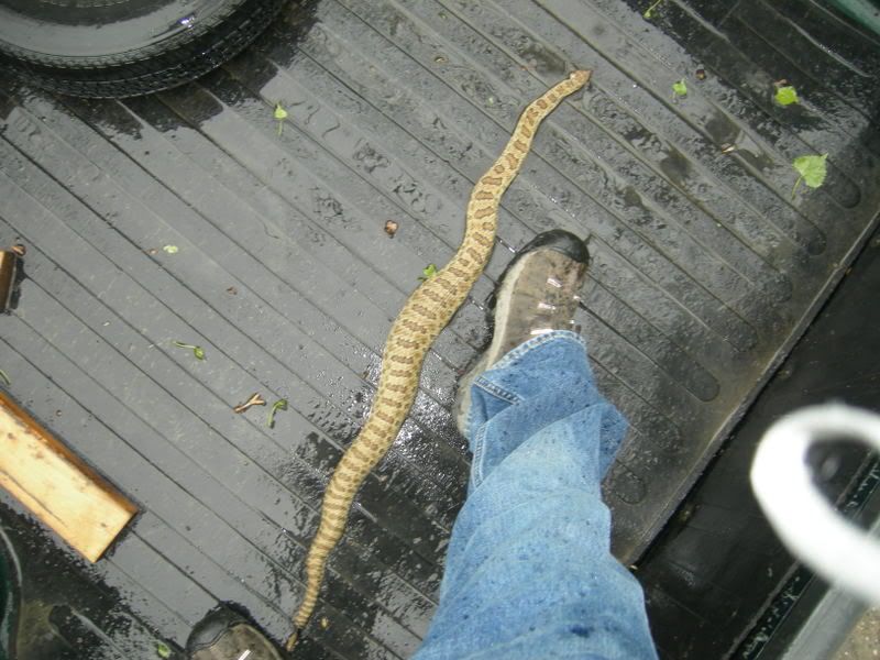 rattlesnake3.jpg