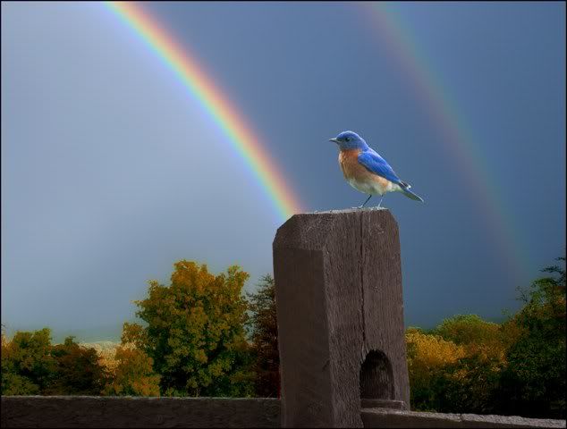 birdandrainbow.jpg