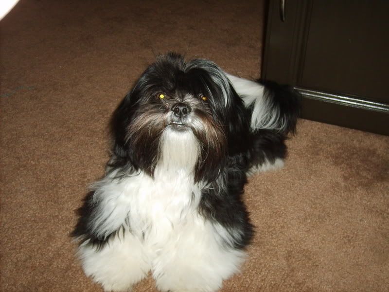 Shih+tzu+haircuts+pictures