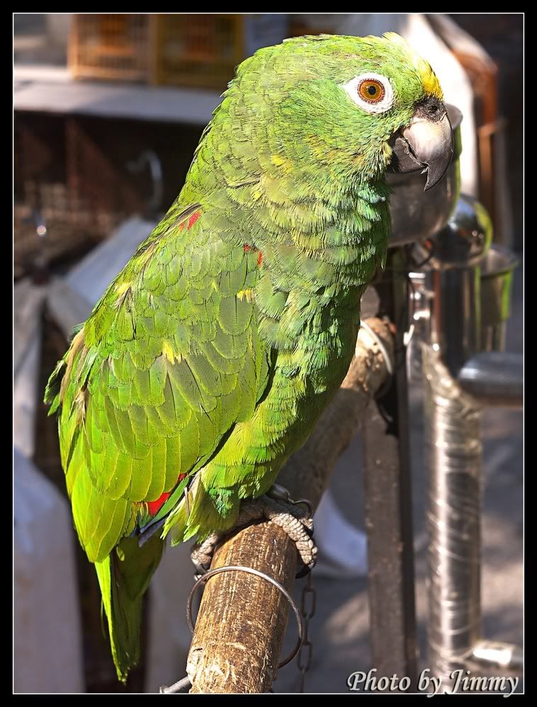 _1010560a.jpg picture by ckh3hk