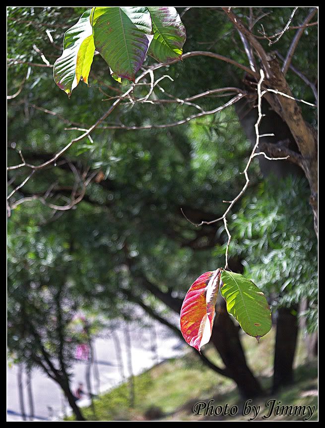 _1010594a.jpg picture by ckh3hk