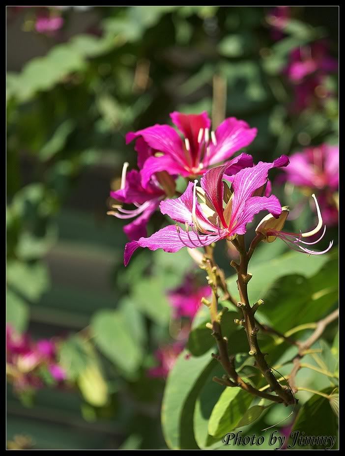 _1010596a.jpg picture by ckh3hk