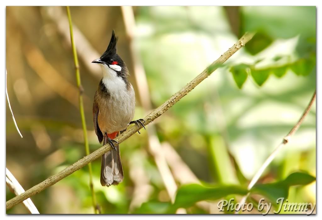 _H3W0021aa.jpg picture by ckh3hk